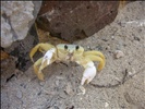 Scared Crab
